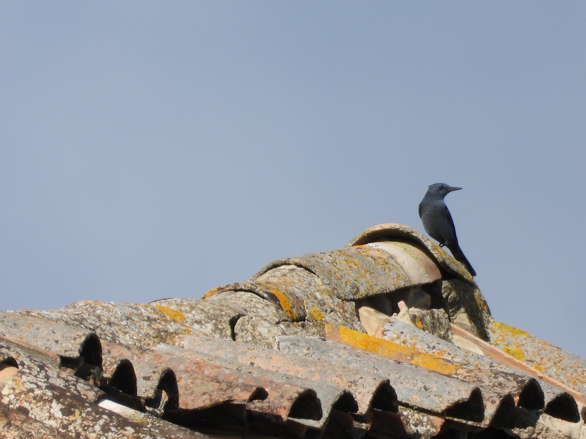 Blue Rock-Thrush - ML525294201