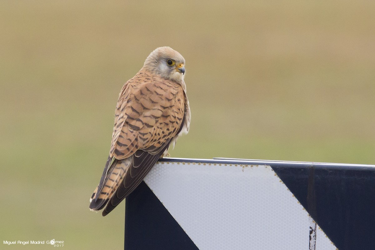 Lesser Kestrel - Miguel Ángel Madrid Gómez