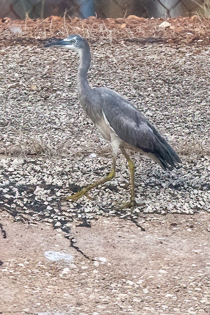 White-faced Heron - James Hoagland