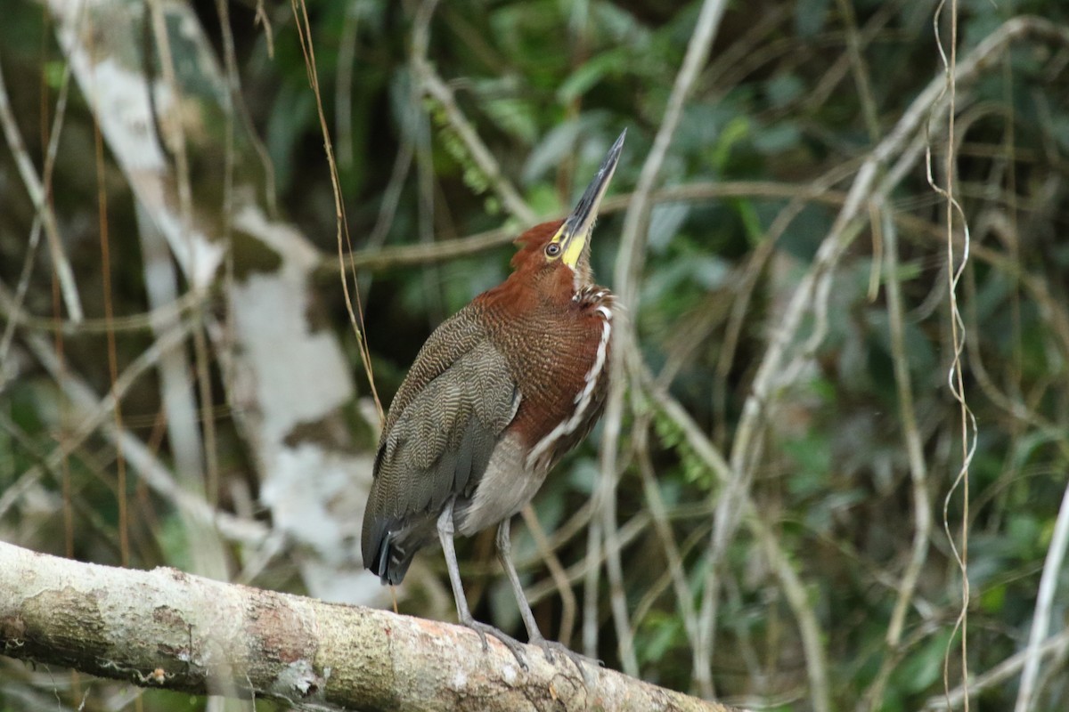 Rufescent Tiger-Heron - Sandy Schreven