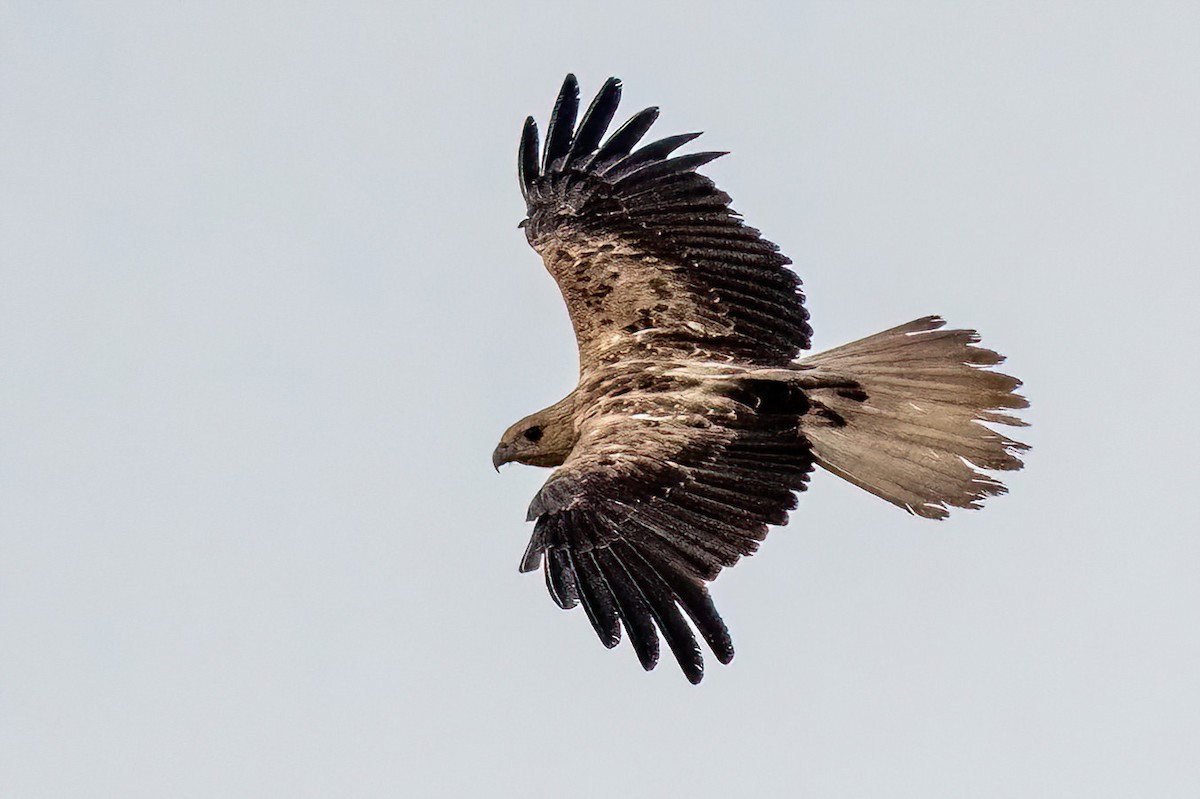 Whistling Kite - ML525295391