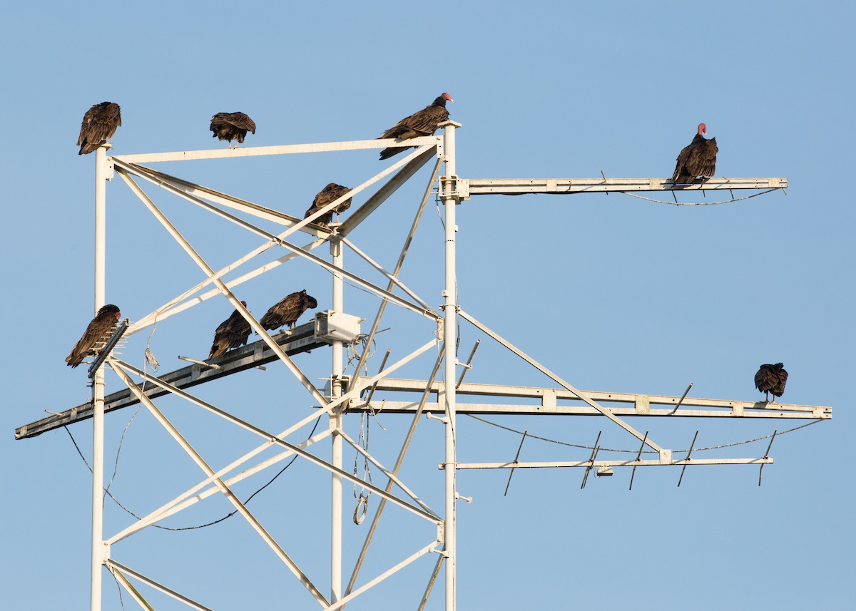 Turkey Vulture - ML52529561