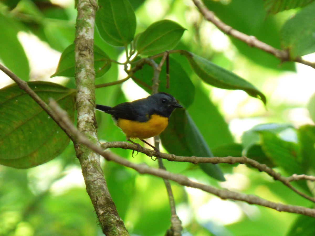 Slate-throated Redstart - ML52529571