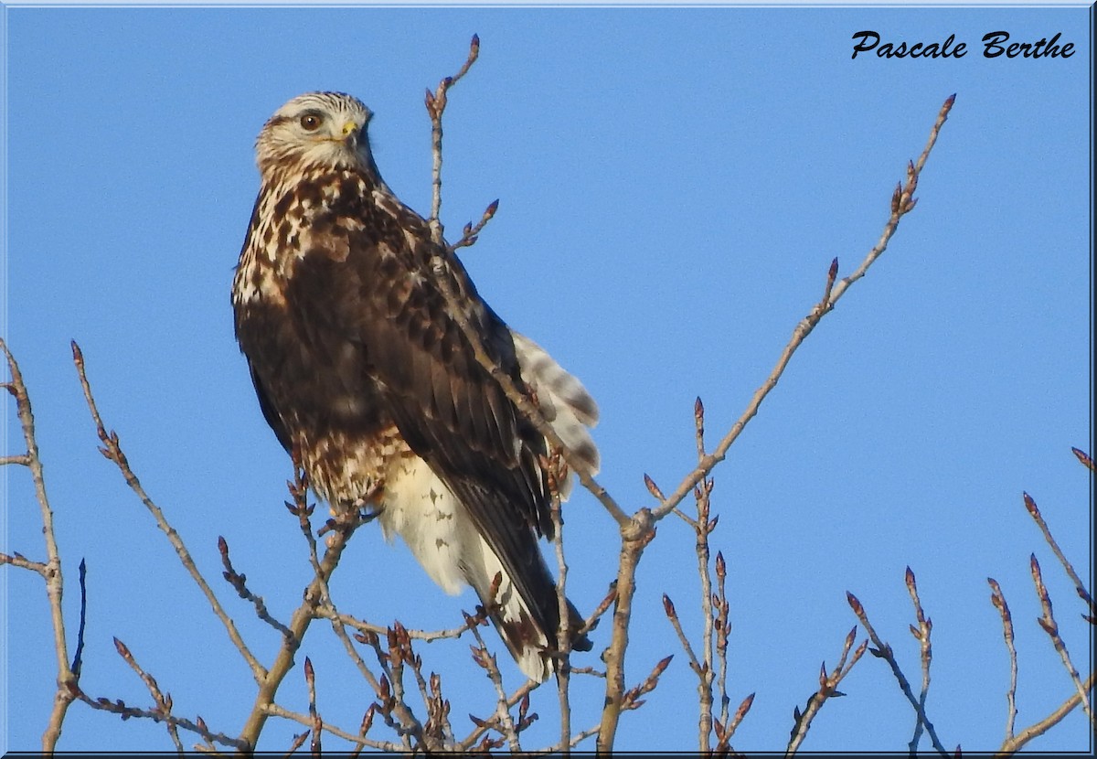 Rough-legged Hawk - ML525296301