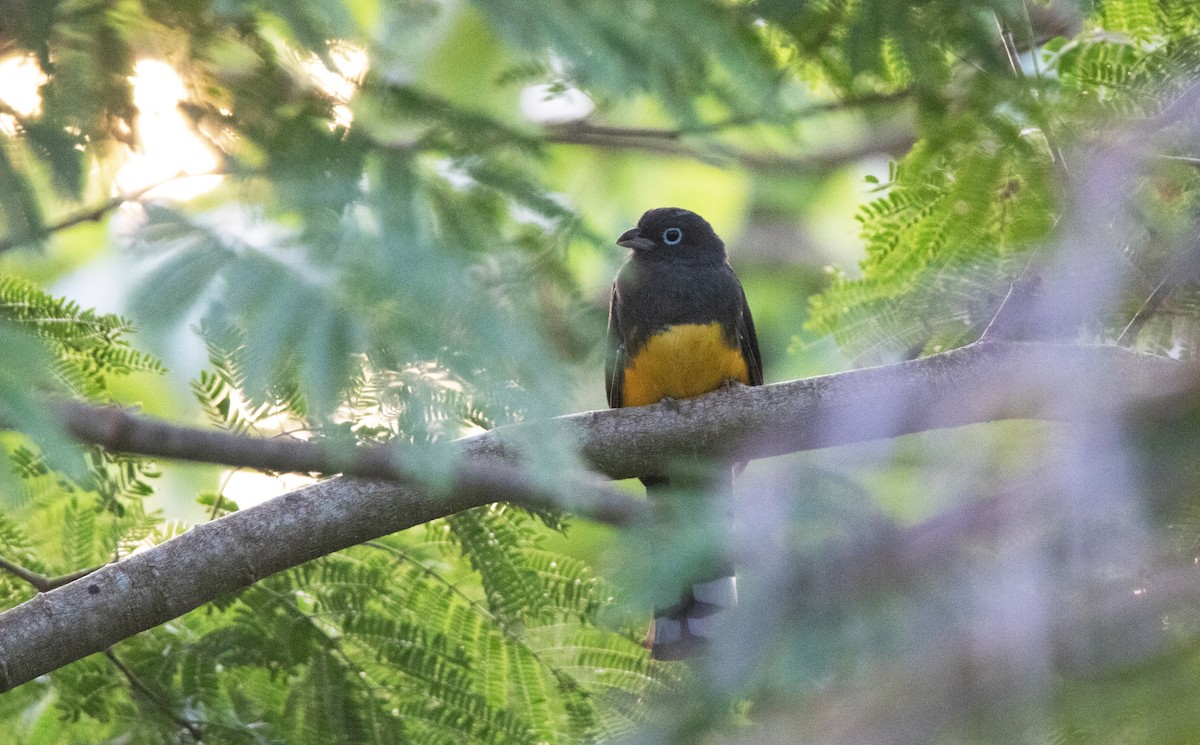 Black-headed Trogon - ML525296801