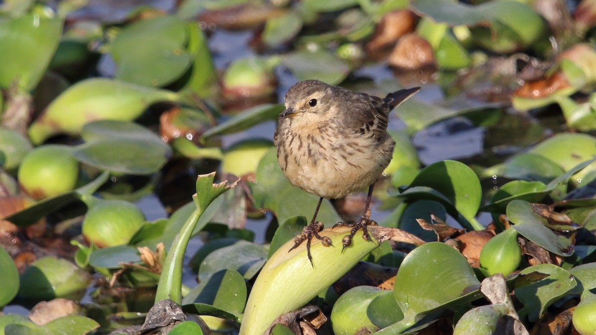 American Pipit - ML525296911