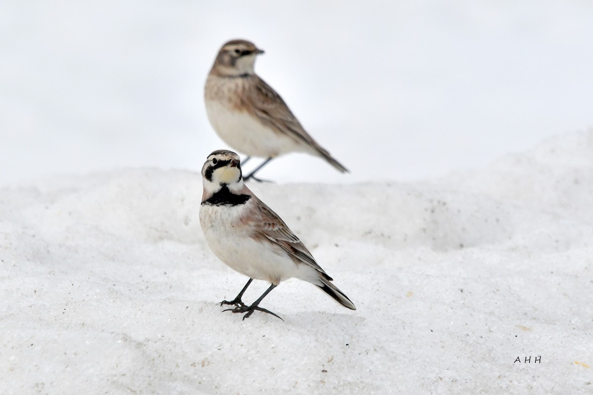 Horned Lark - ML525296971