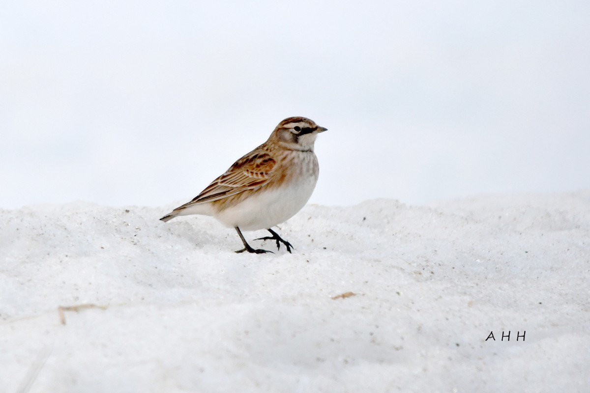 Horned Lark - ML525296981