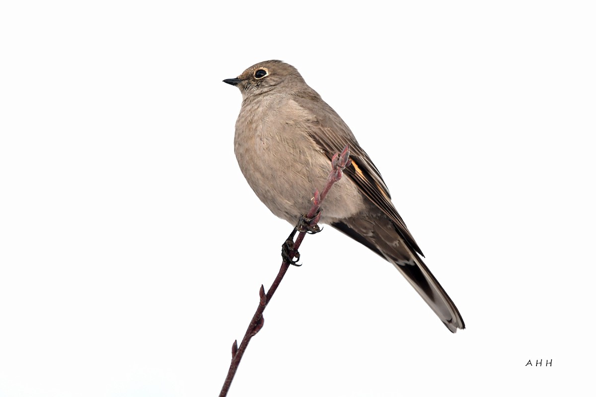 Townsend's Solitaire - A H H .