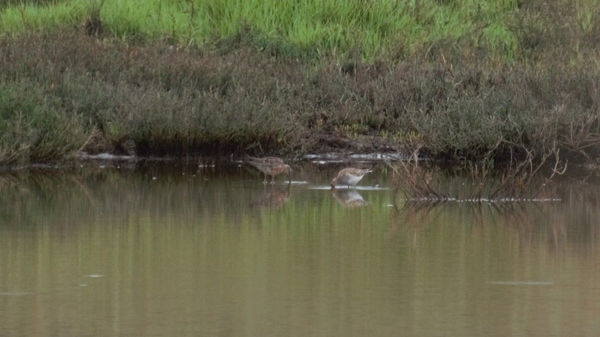 Pectoral Sandpiper - Joey Negreann