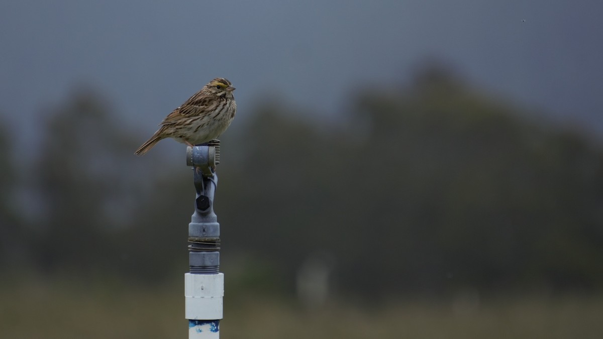 Savannah Sparrow - Joey Negreann