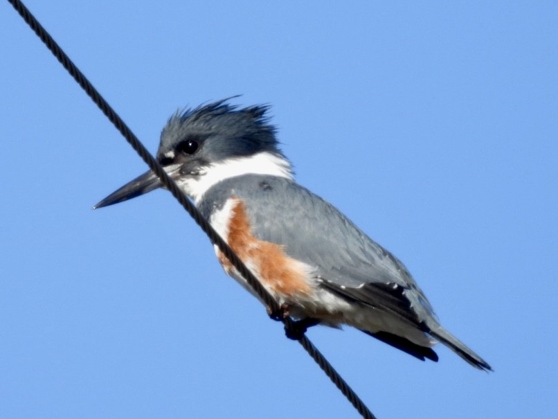 Martin-pêcheur d'Amérique - ML525297981