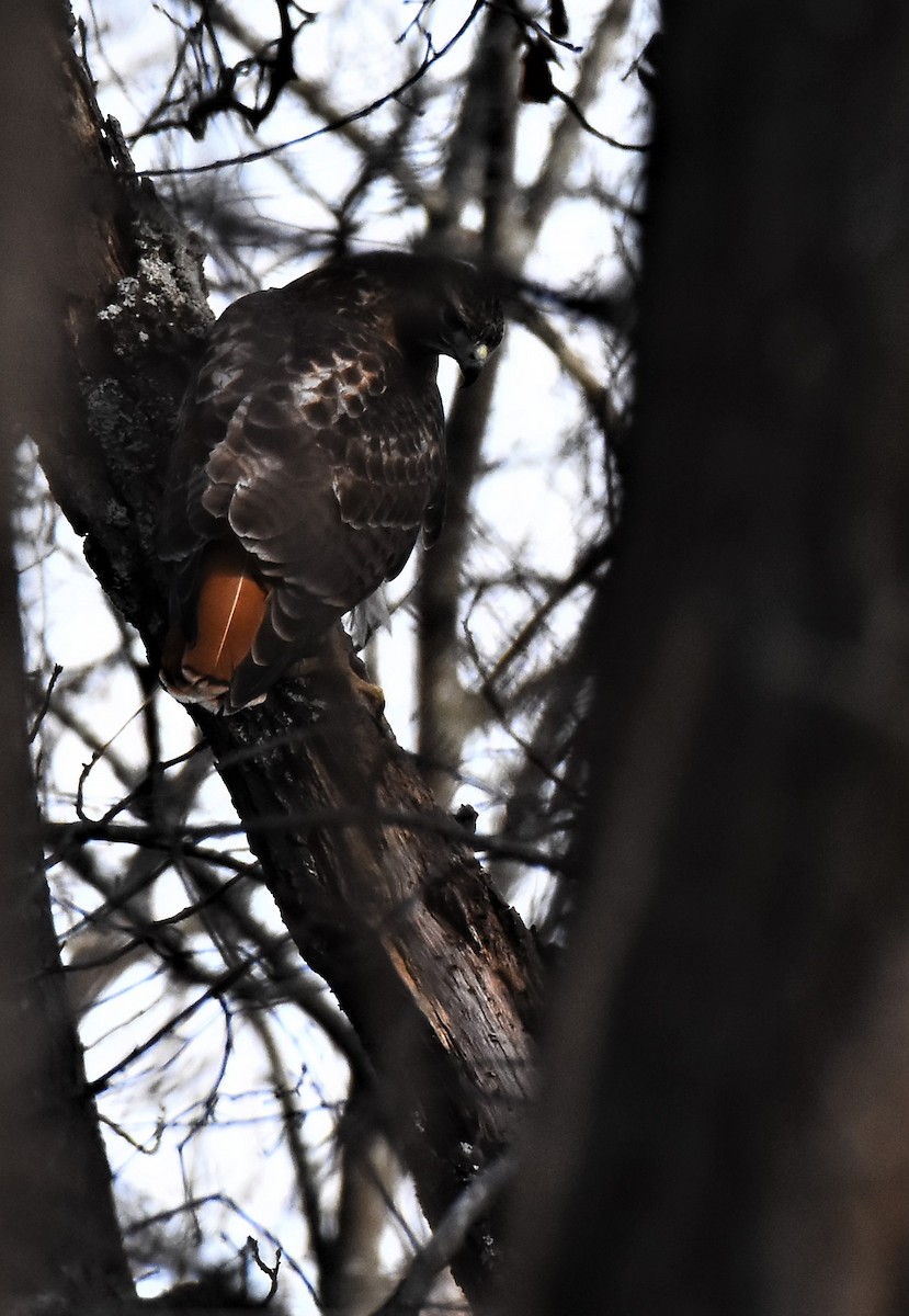 Red-tailed Hawk - ML525298581