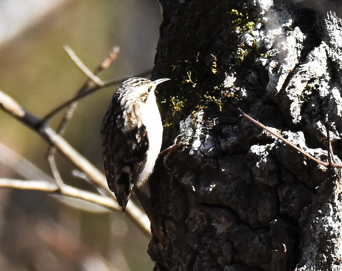 Brown Creeper - ML525298961