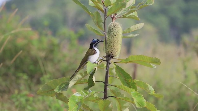 Blue-faced Honeyeater - ML525299421