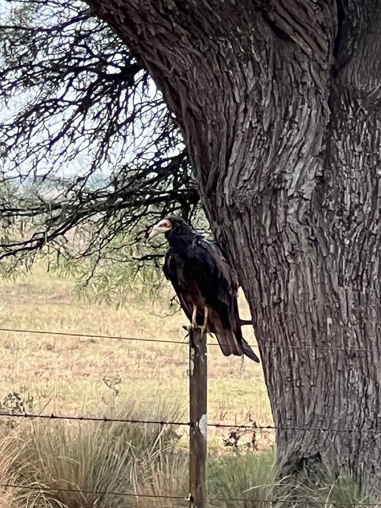 Lesser Yellow-headed Vulture - ML525299791