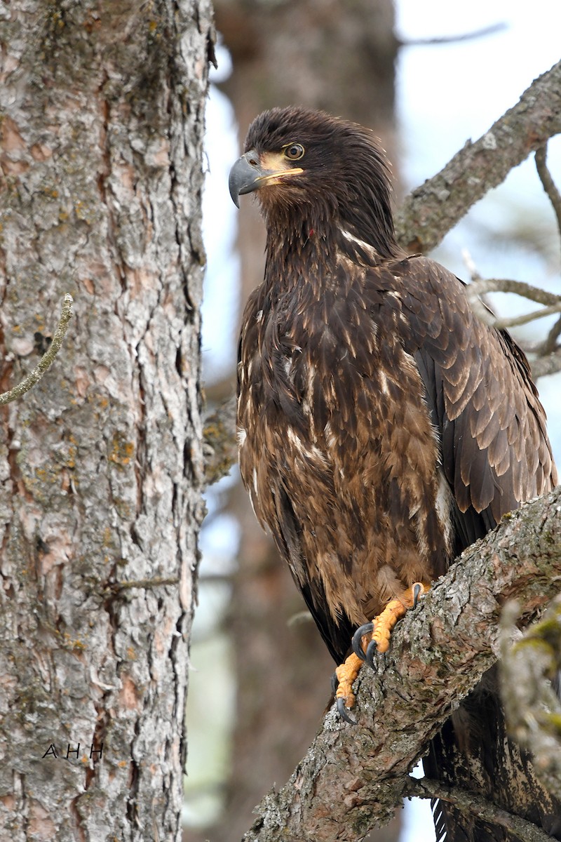 Bald Eagle - ML525300011