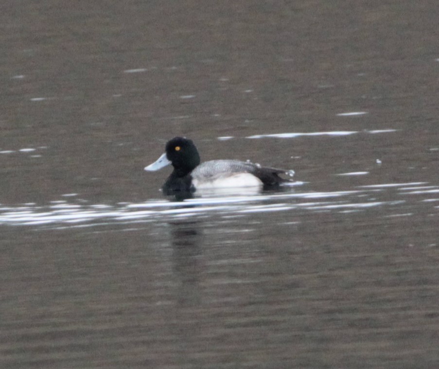Greater Scaup - ML525302401