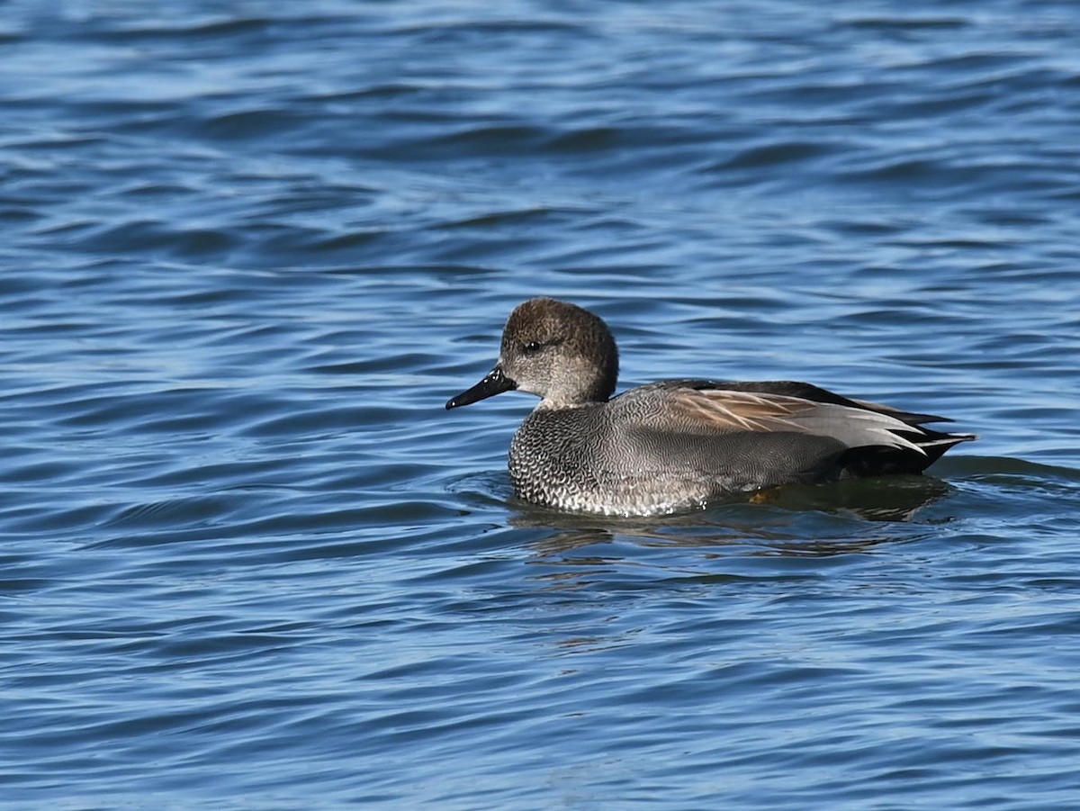 Gadwall - ML525302521