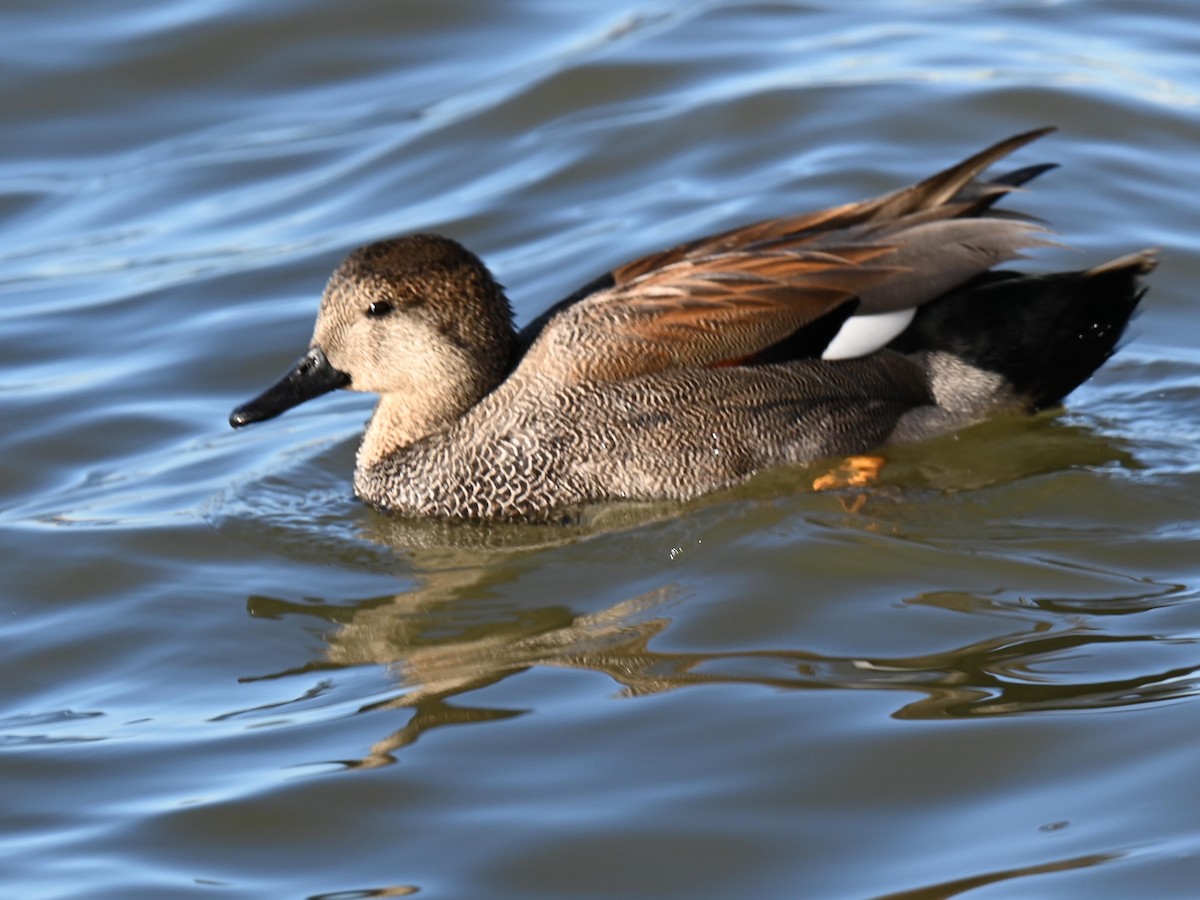 Gadwall - ML525302551