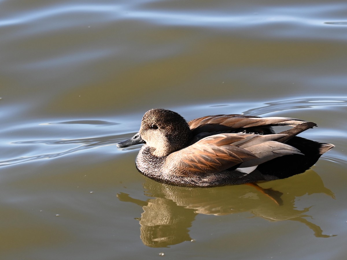 Gadwall - ML525302561