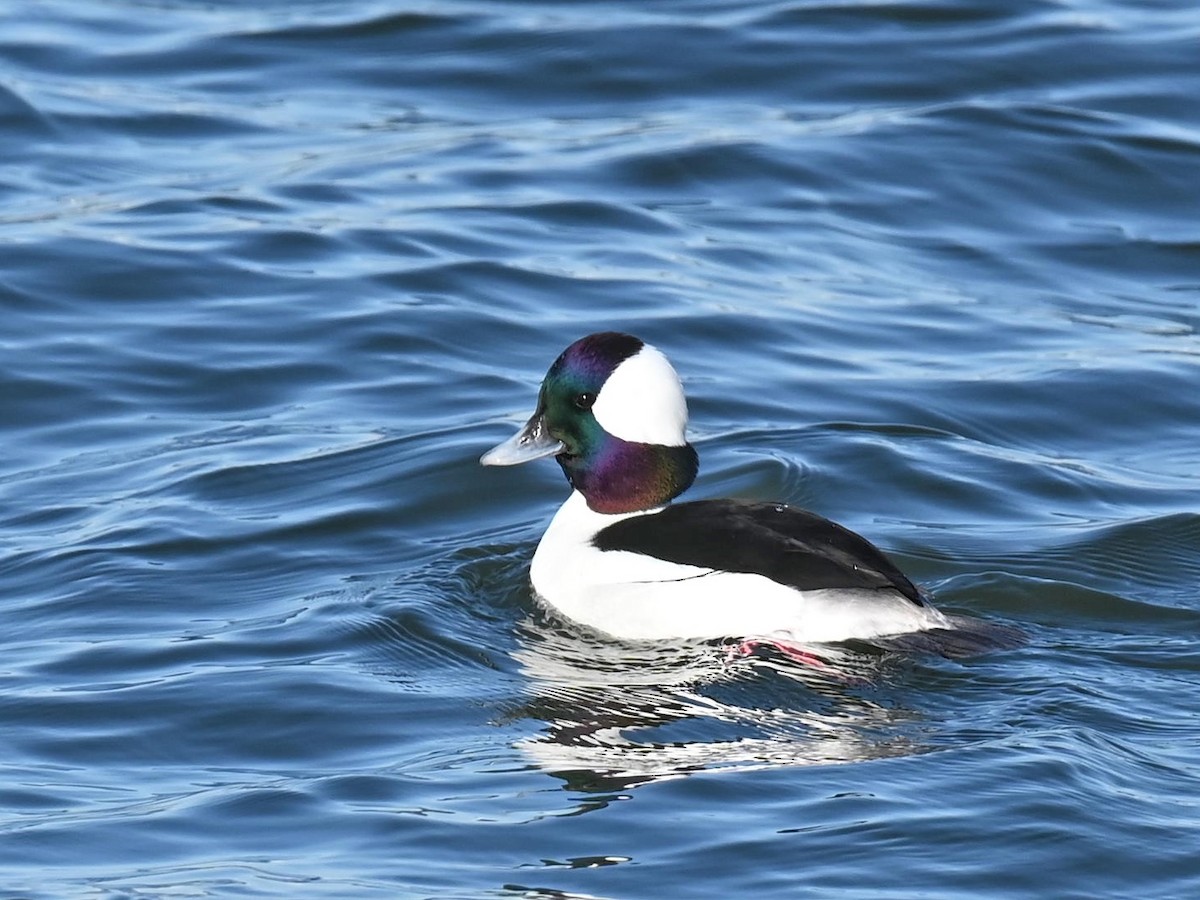 Bufflehead - ML525302941