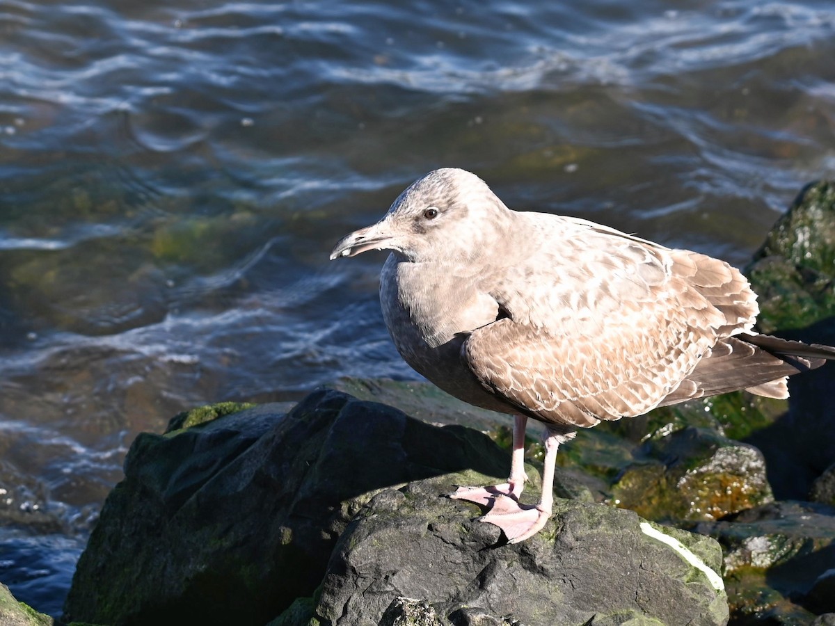 Gaviota Argéntea - ML525303131