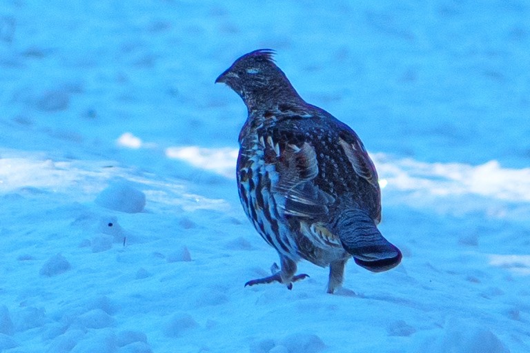 Ruffed Grouse - ML525306161