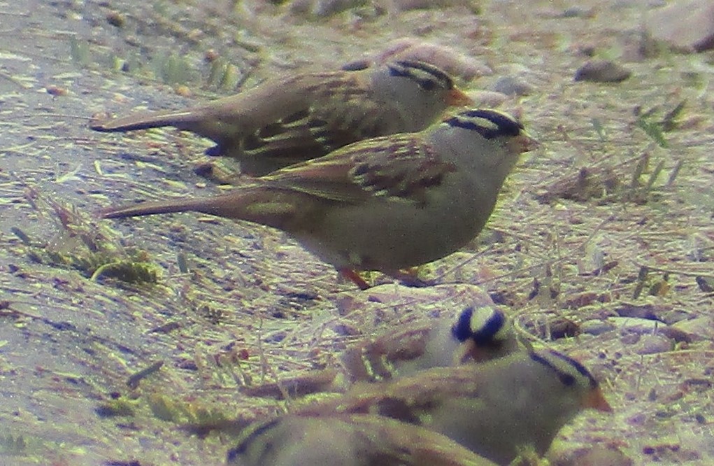 strnadec bělopásý (ssp. leucophrys/oriantha) - ML525306951