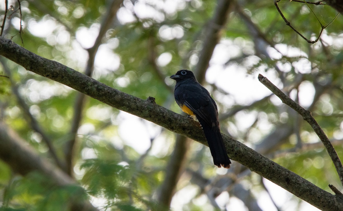 Black-headed Trogon - ML525307991