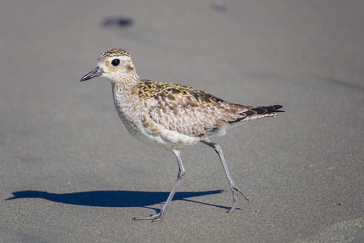 kulík pacifický - ML525308111