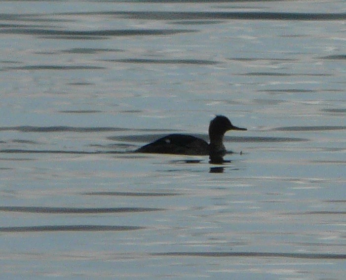 Red-breasted Merganser - ML525308471