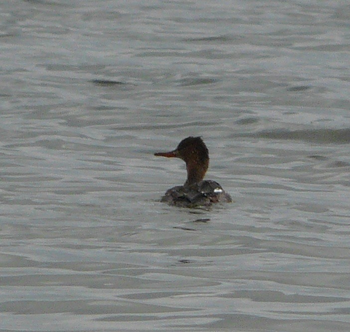 Red-breasted Merganser - ML525308621