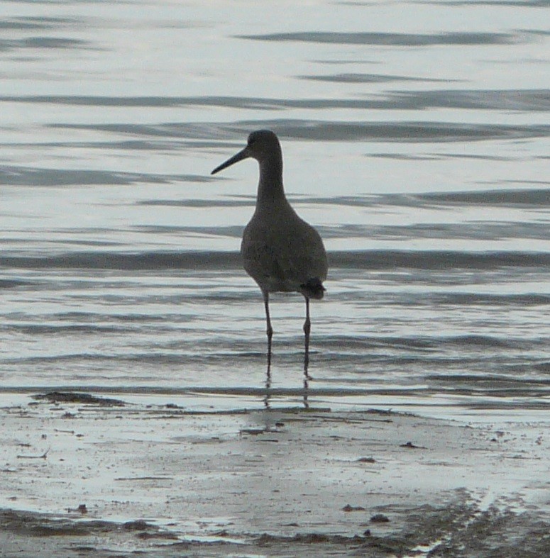 Willet - ML525308791