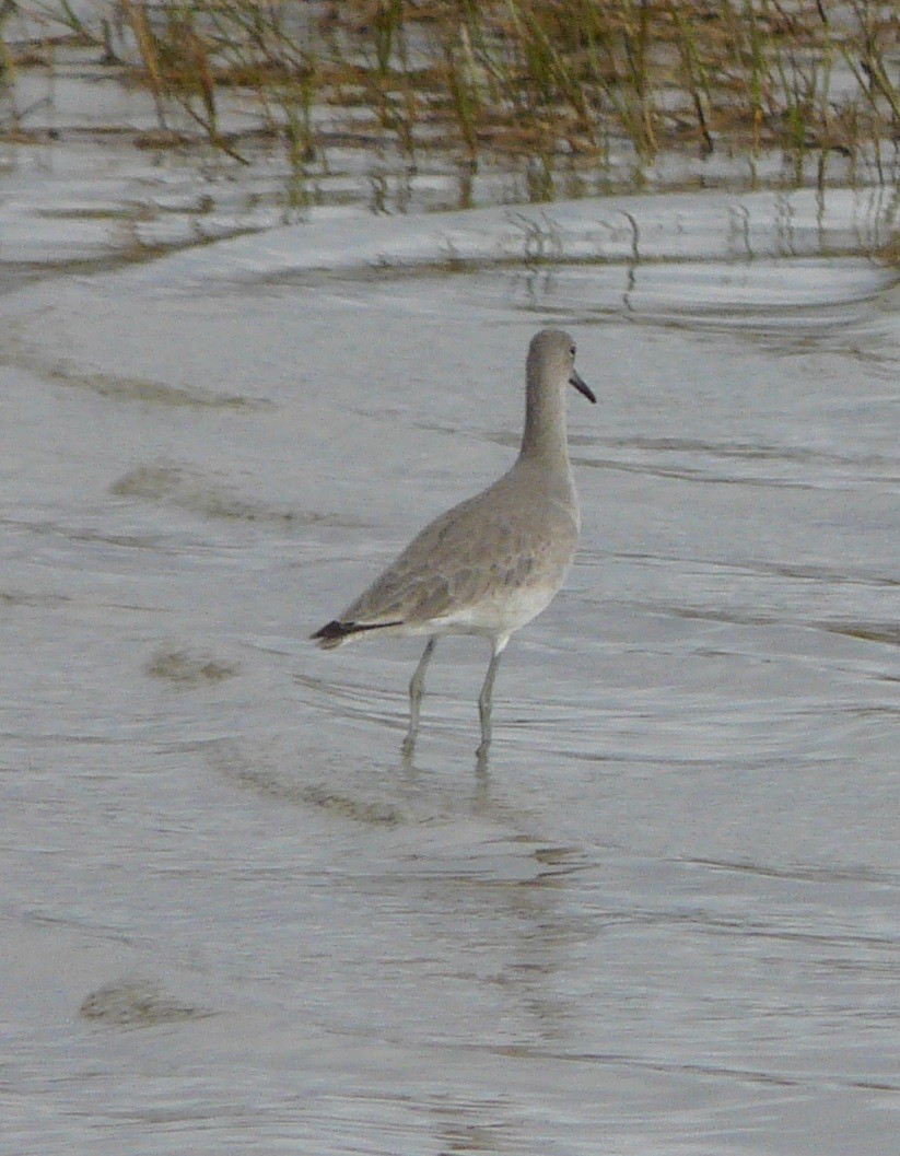 Willet - ML525308831