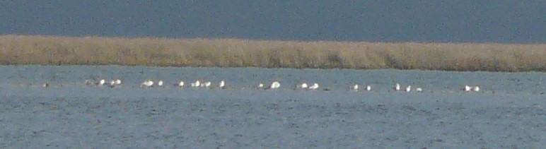 Ring-billed Gull - ML525308881