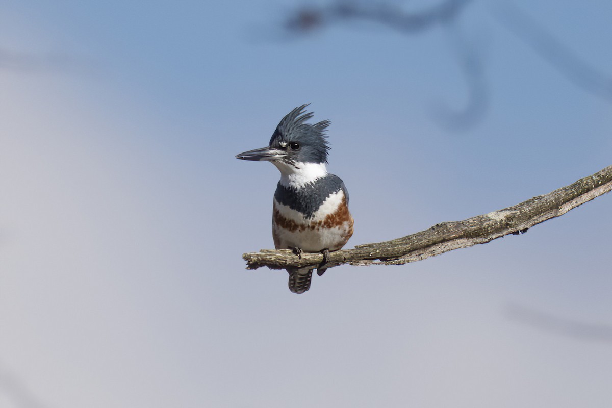 Belted Kingfisher - ML525309011