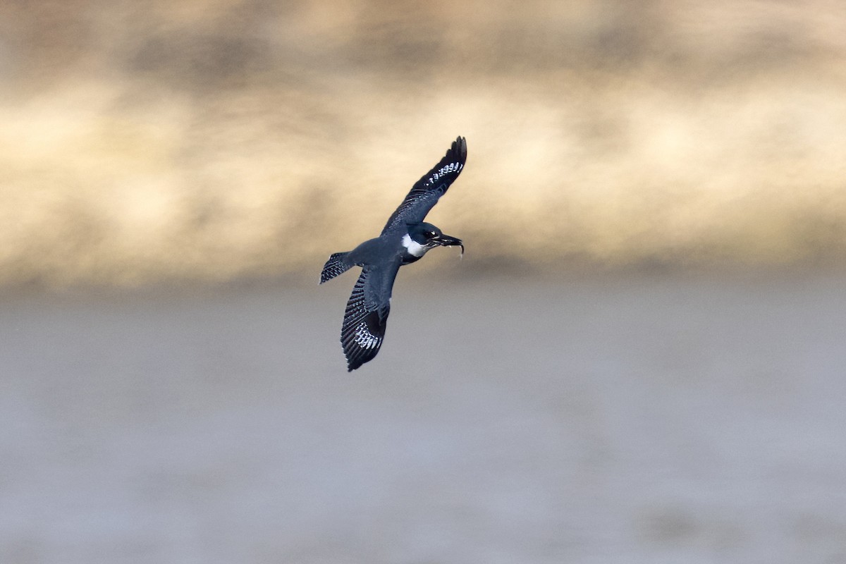 Belted Kingfisher - ML525309021