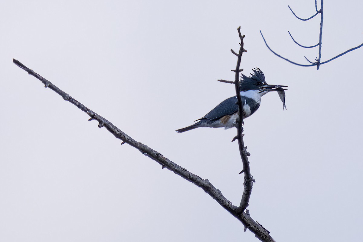 Belted Kingfisher - ML525309031