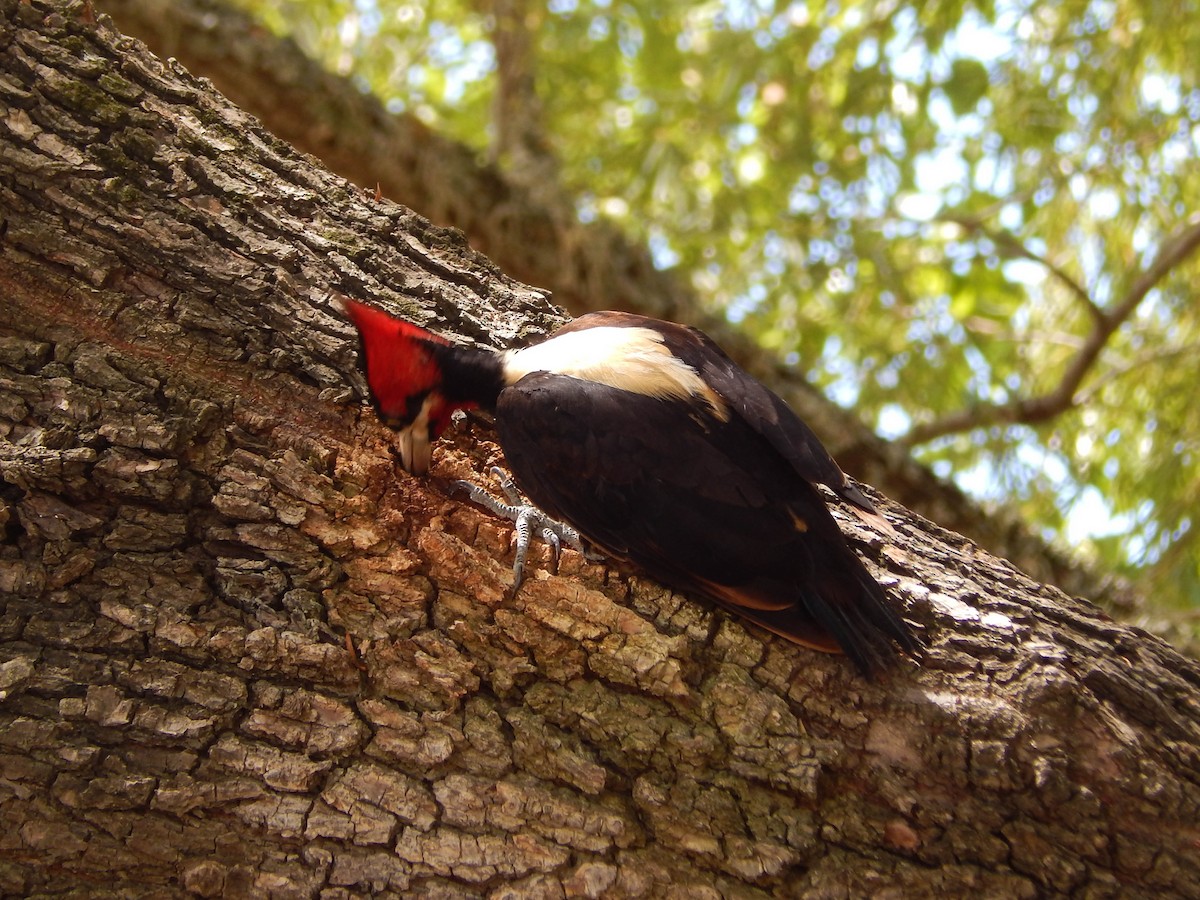 Cream-backed Woodpecker - ML525309851