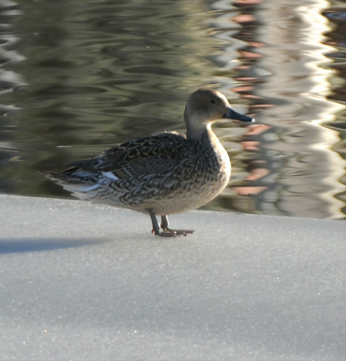 Northern Pintail - ML525311741