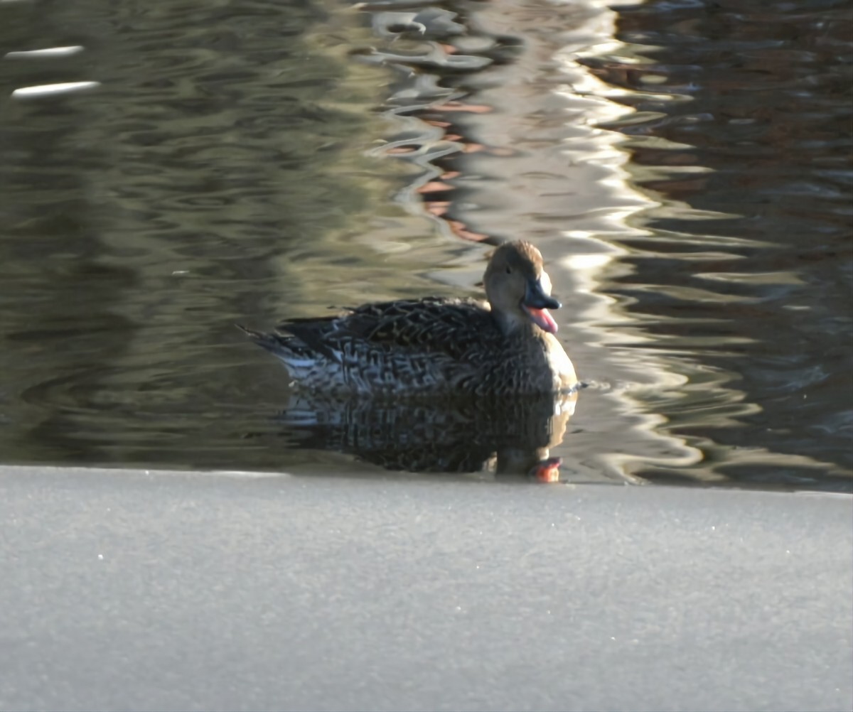 Northern Pintail - ML525311761