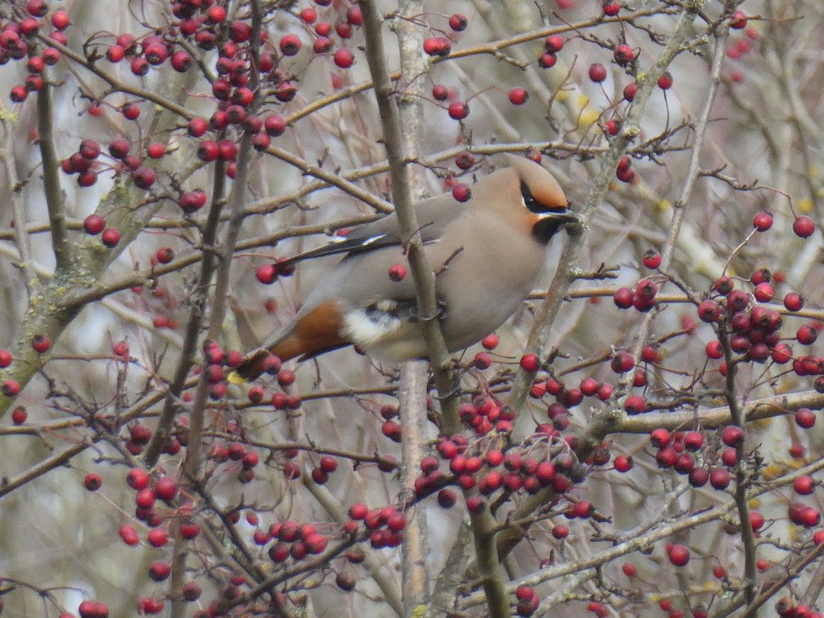 Bohemian Waxwing - ML525312691