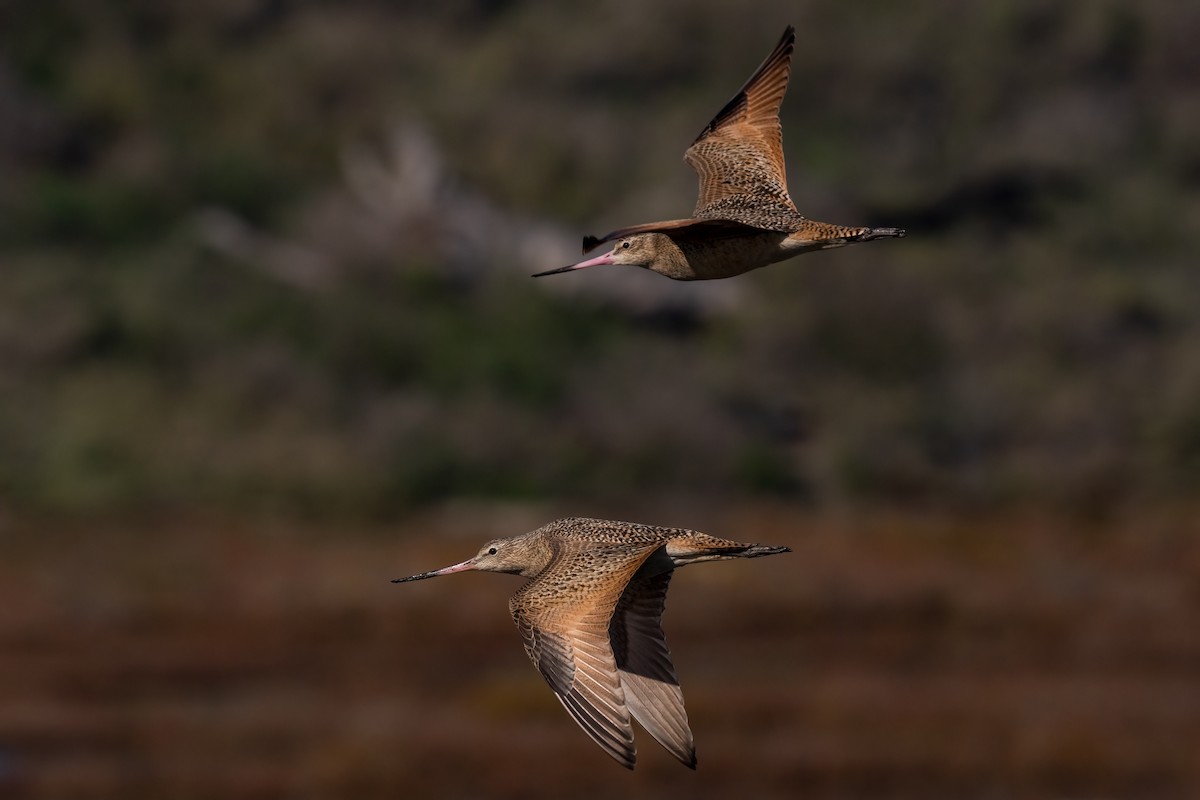 Marbled Godwit - ML525313971