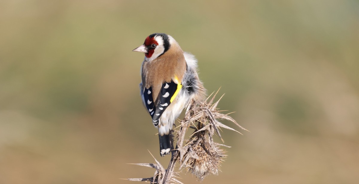 European Goldfinch - ML525316081