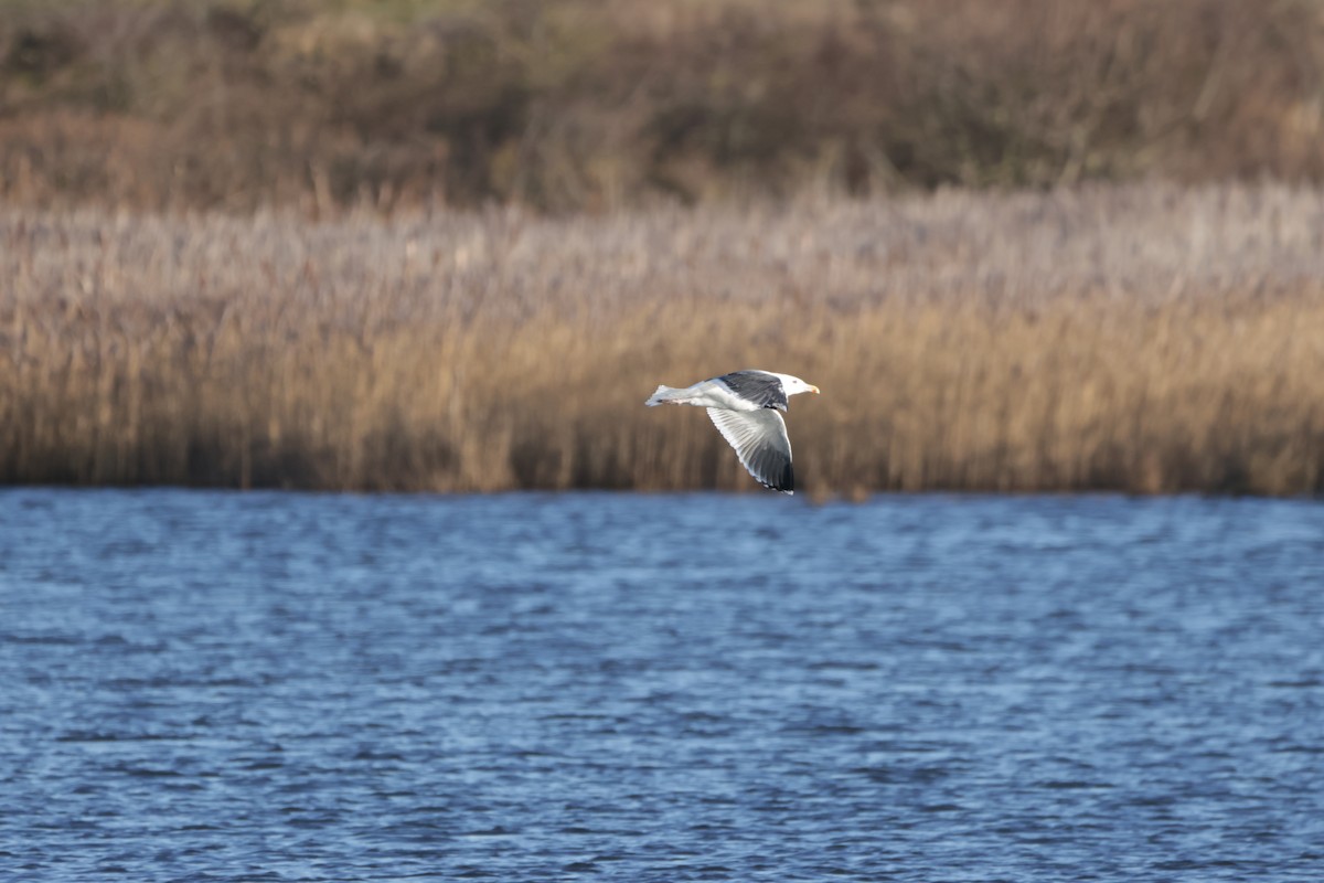 Great Black-backed Gull - ML525316301