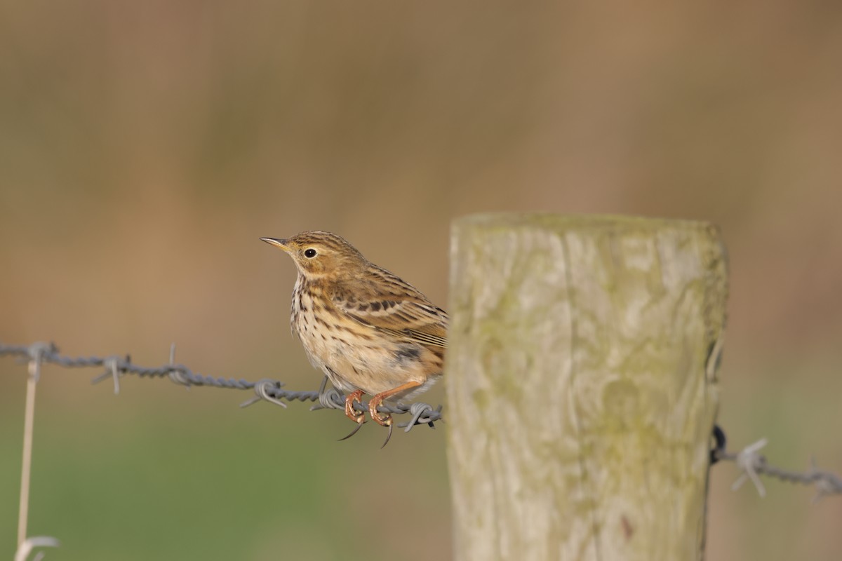 Meadow Pipit - ML525316461