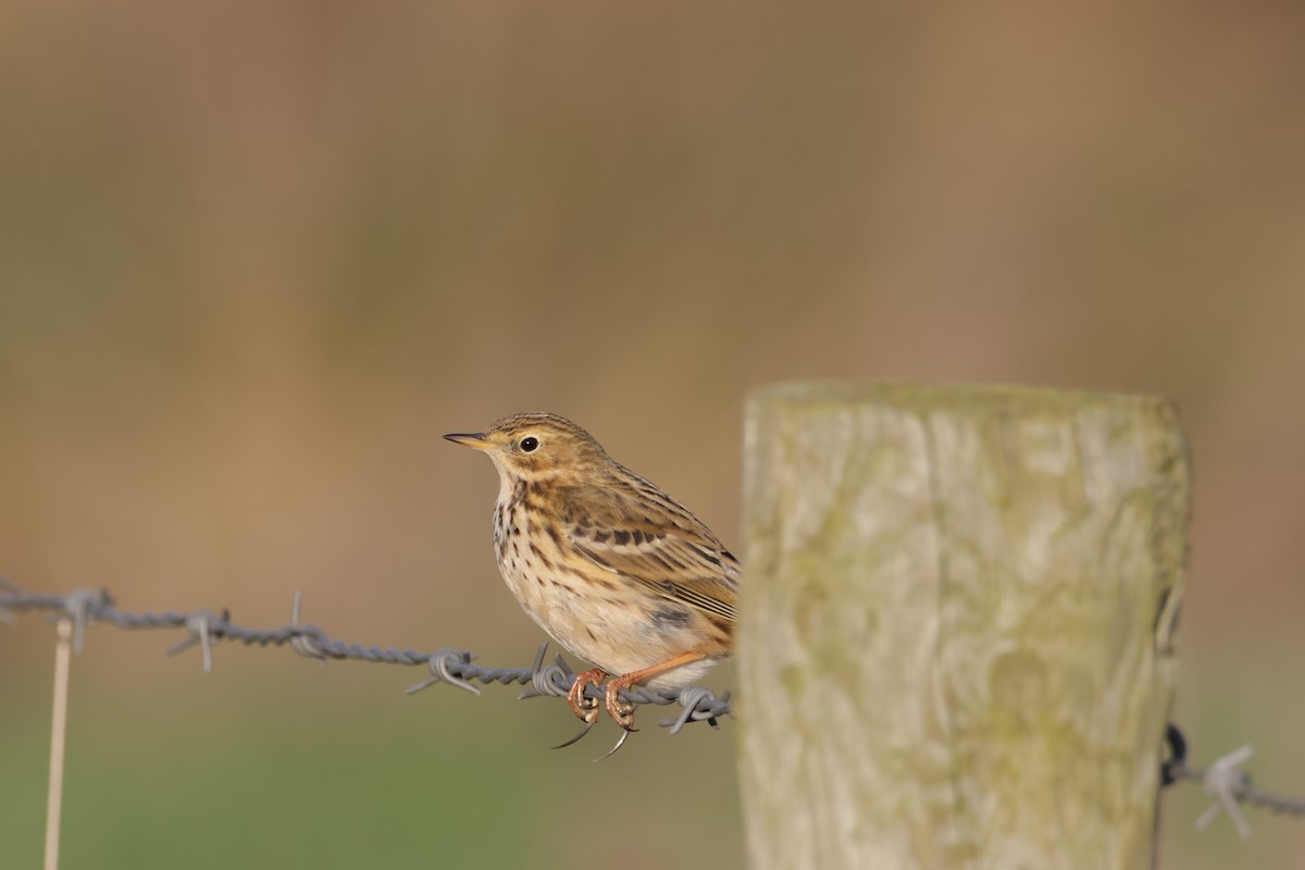 Meadow Pipit - ML525316471