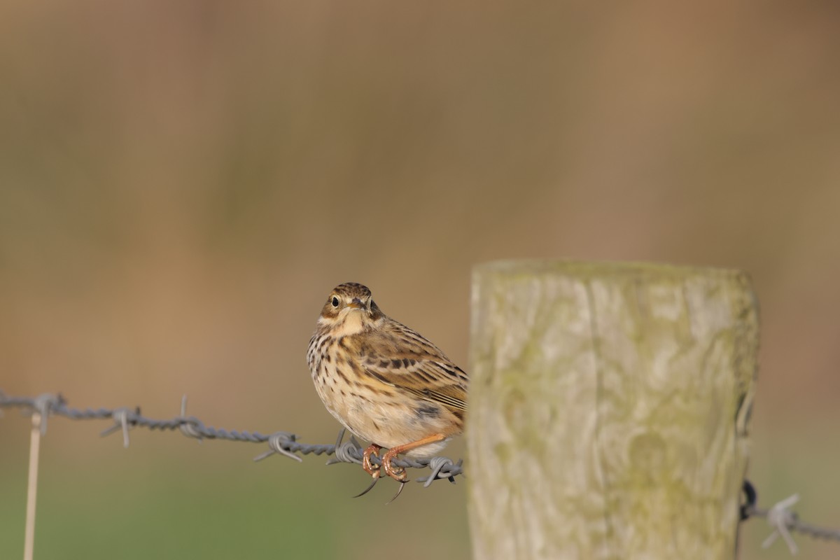 Meadow Pipit - ML525316481