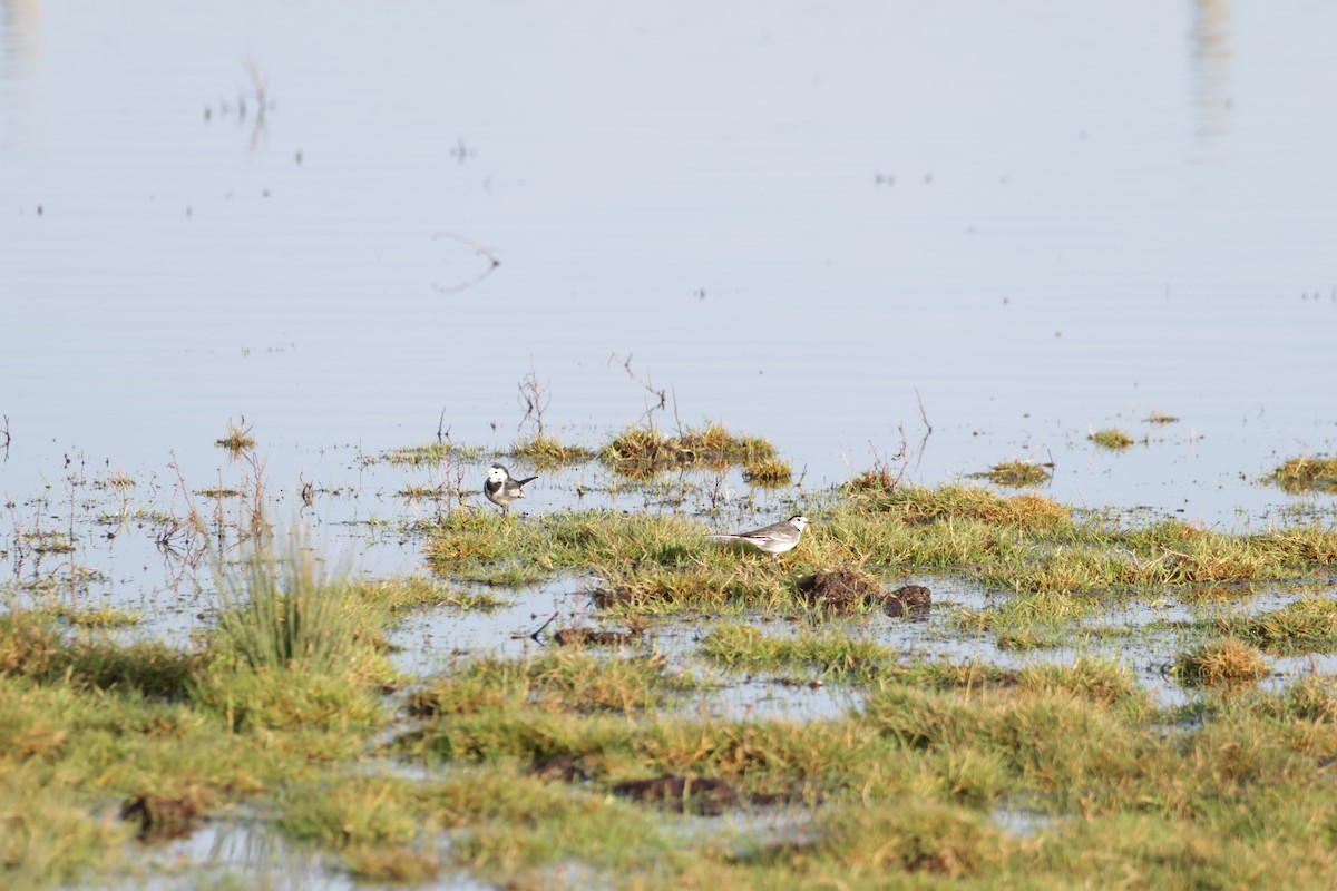 White Wagtail - ML525316591